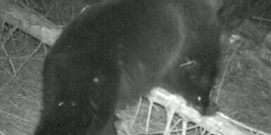 Wildhüter erlegen Brunos Bruder