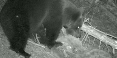 Wildhüter erlegen Brunos Bruder