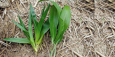 Bärlauch wächst bereits