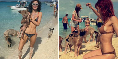 Weltberühmte schwimmende Schweine sind tot