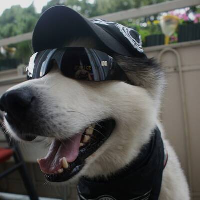 Hundewahl - Lennox, 14 Moante