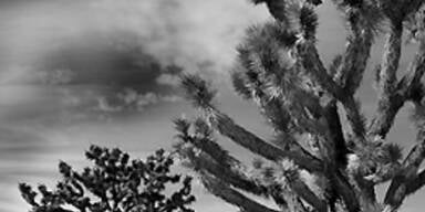 Busenträume werden wahr!