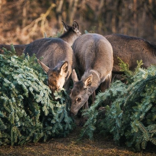 weihnachtsbaeumeschoenbrunn