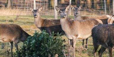 weihnachtsbaeumeschoenbrunn