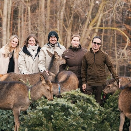 weihnachtsbaeumeschoenbrunn