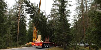 Wiens Rathaus-Christbaum 2023
