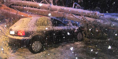 Umst&uuml;rzende B&auml;ume verfehlen Auto knapp