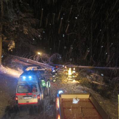 Umstürzende Bäume verfehlen Auto knapp