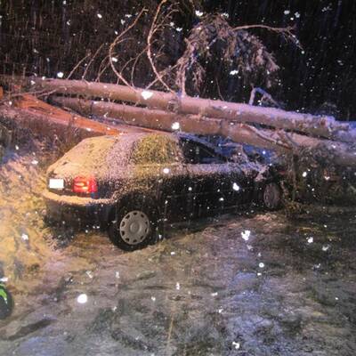Umstürzende Bäume verfehlen Auto knapp