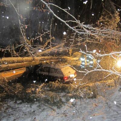 Umstürzende Bäume verfehlen Auto knapp