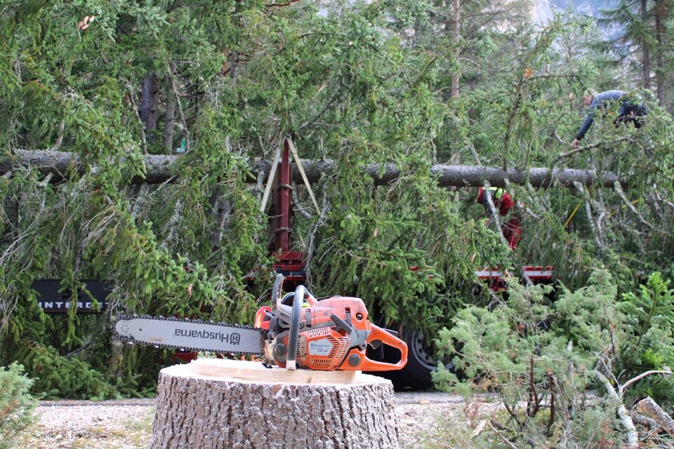 Wiens Rathaus-Christbaum 2023