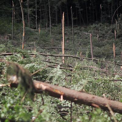 Bäume stürzten auf Autos