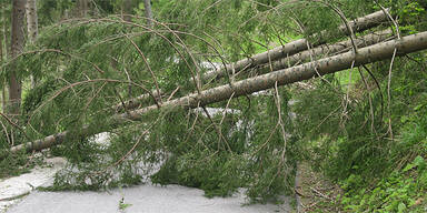 Orkan-Tief: Blackouts und Schäden im Süden 