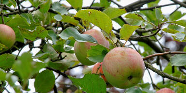 Grenoble verbannt Werbetafeln aus Stadt