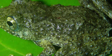 163 neue Arten am Mekong entdeckt