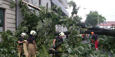 Baum demolierte Wohnhaus und Autos