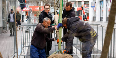Baumoffensive startet in Linz.