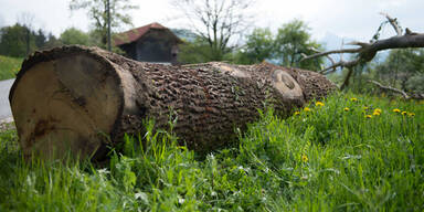 Forstarbeiter von Baumstamm &uuml;berrollt: Tot