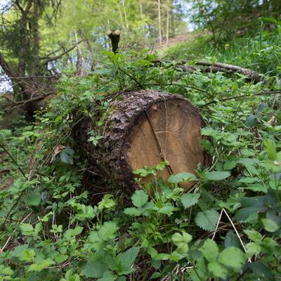 Kinder durch Baumstamm schwer verletzt