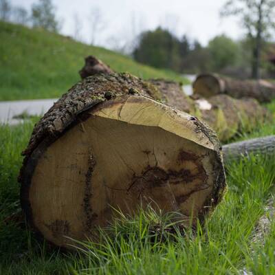 Kinder durch Baumstamm schwer verletzt
