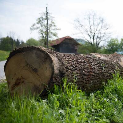 Kinder durch Baumstamm schwer verletzt