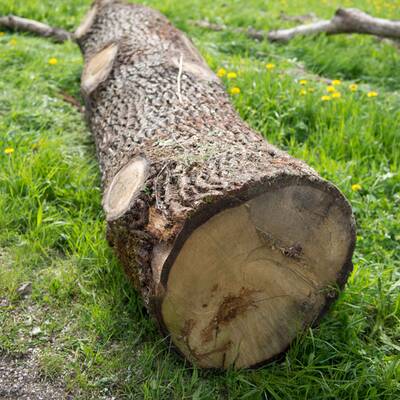 Kinder durch Baumstamm schwer verletzt