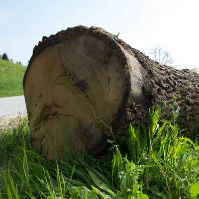 Kinder durch Baumstamm schwer verletzt