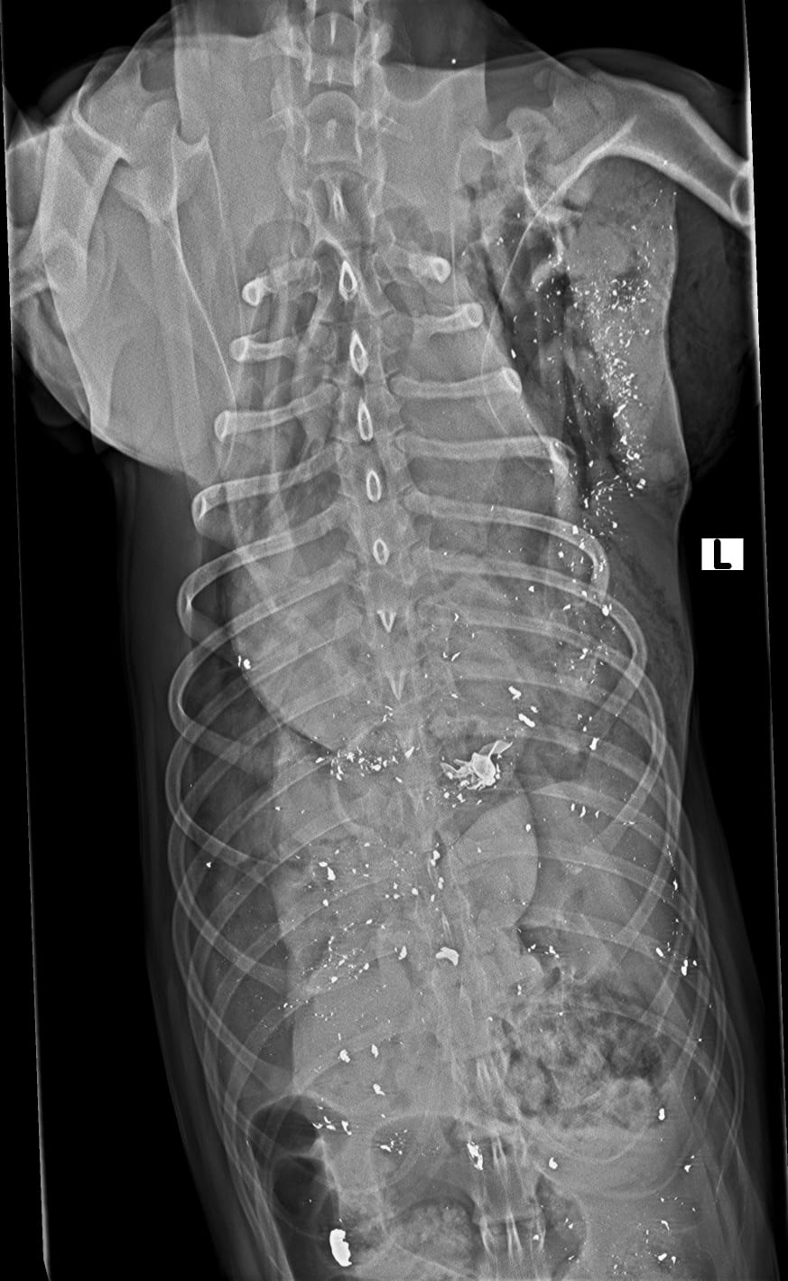 Jäger erschießt Border Collie