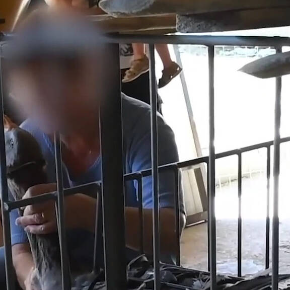 Stopfleber: Großteil weltweiter Produktion aus EU