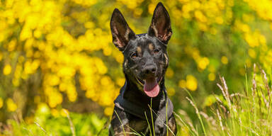Horror-Paar qu&auml;lt Hund zu Tode