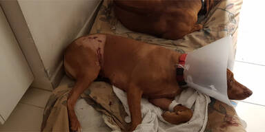 Neue Donau: Biber biss H&uuml;ndin fast tot