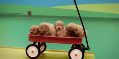 Rube Goldberg Maschine mit Hunden