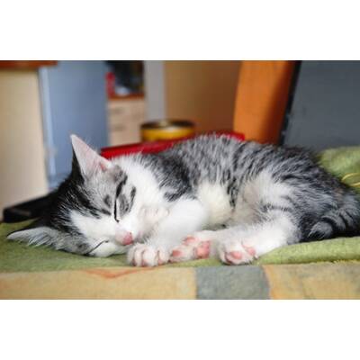 Süßeste Katze