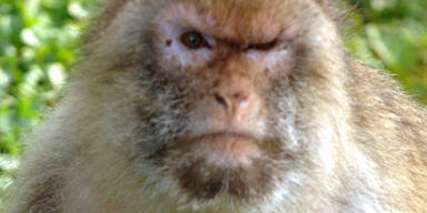 Affe beißt kleines Mädchen