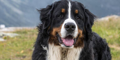 Tierquäler tötet Berner Sennenhund
