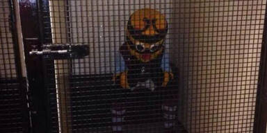 Unglaublich! Schiri schlie&szlig;t Maskottchen aus