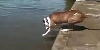 Flei&szlig;iger Hund versteht die Welt nicht mehr