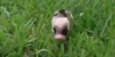 Das süßeste Schwein der Welt!