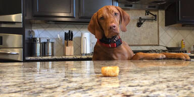 Hund verzweifelt wegen &bdquo;Leckerli&ldquo;