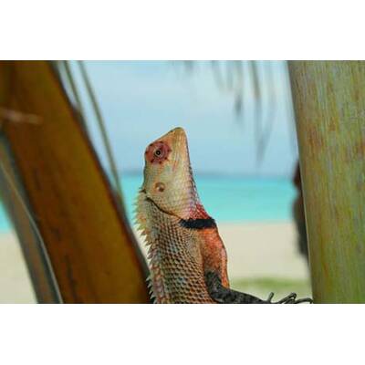 Die besten Urlaubsfotos