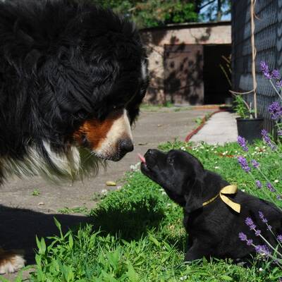 Hundewahl - Lennox, 14 Moante