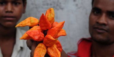 bhutjolokia
