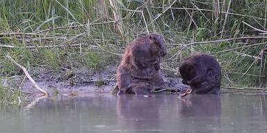 Biber in OÖ verursachen Schäden.