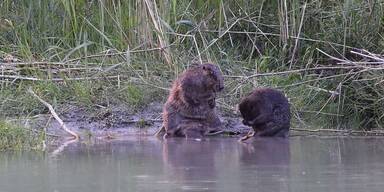 Biberboom gefährdet Teichwirtschaft in der Steiermark