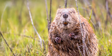 Biber in freier Wildbahn