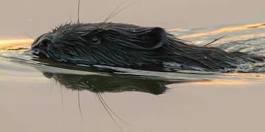 Illegale Biber-Tötung: Die Polizei ermittelt