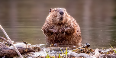 So l&ouml;ste ein Biber auf Spritztour einen Polizeieinsatz aus