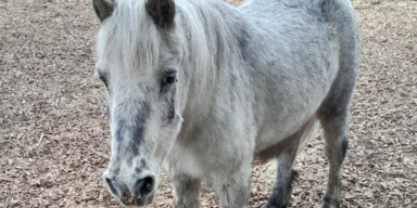 Geburtstagsparty f&uuml;r Grelly &ndash; &auml;ltestes Pony &Ouml;sterreichs feiert mit Lama-Freund Eddie