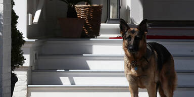 Bidens Hund Major bekommt jetzt 'First-Dog'-Unterricht