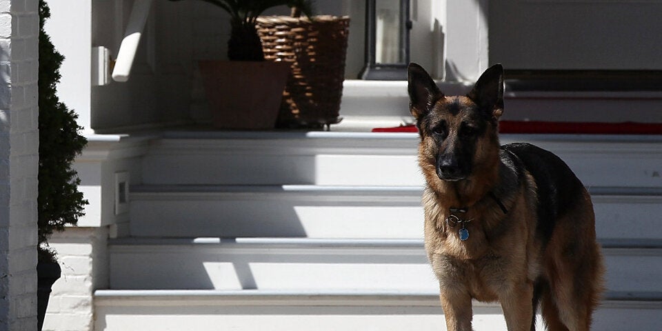 Bidens Hund hat wieder zugebissen